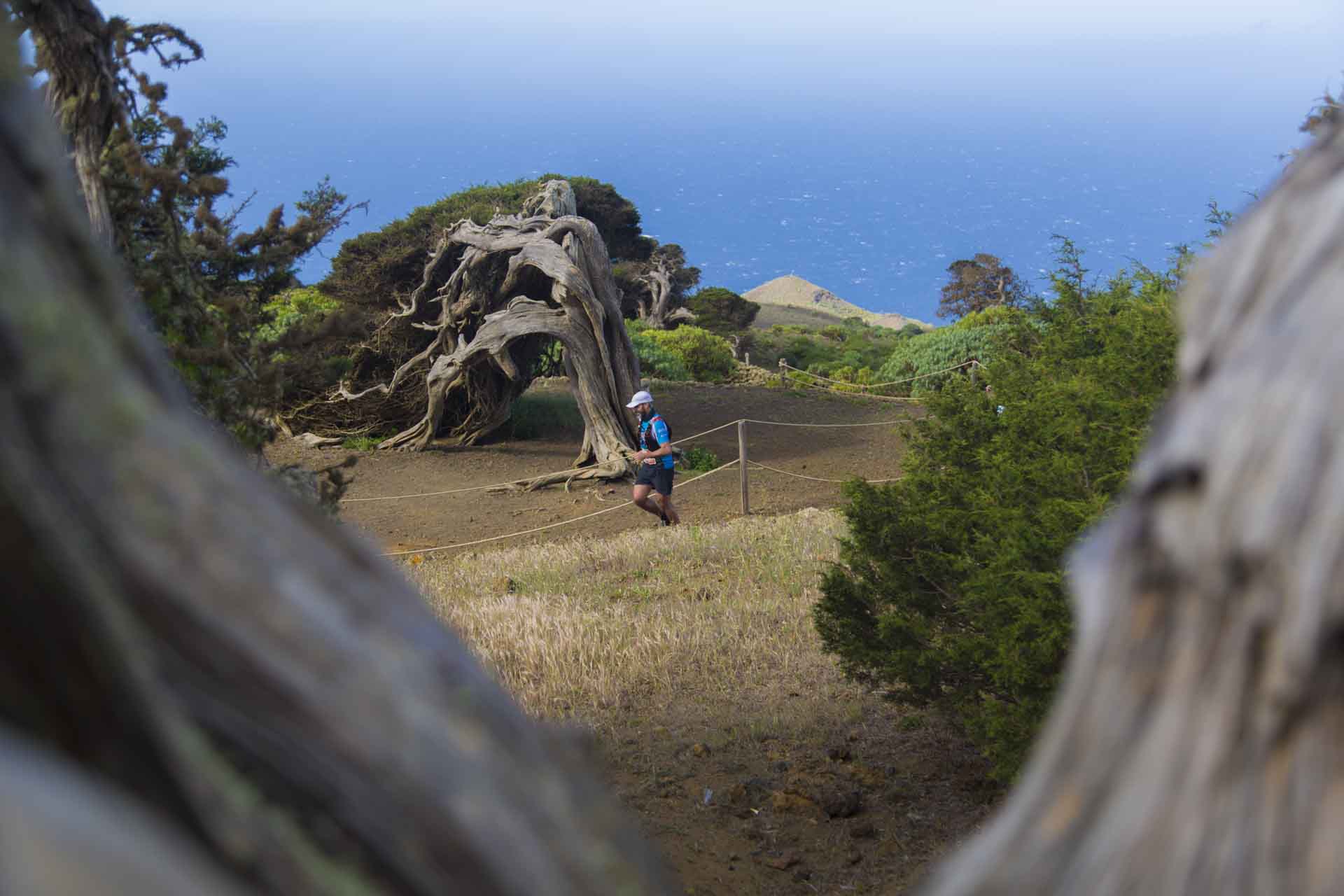 Maratón del Meridiano, El Hierro, a su paso por las simbólicas y milenarias sabinas