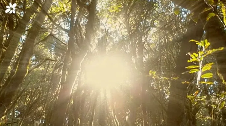 Vídeo “Hay ocasiones en las que sobran las palabras... #IslasCanarias”